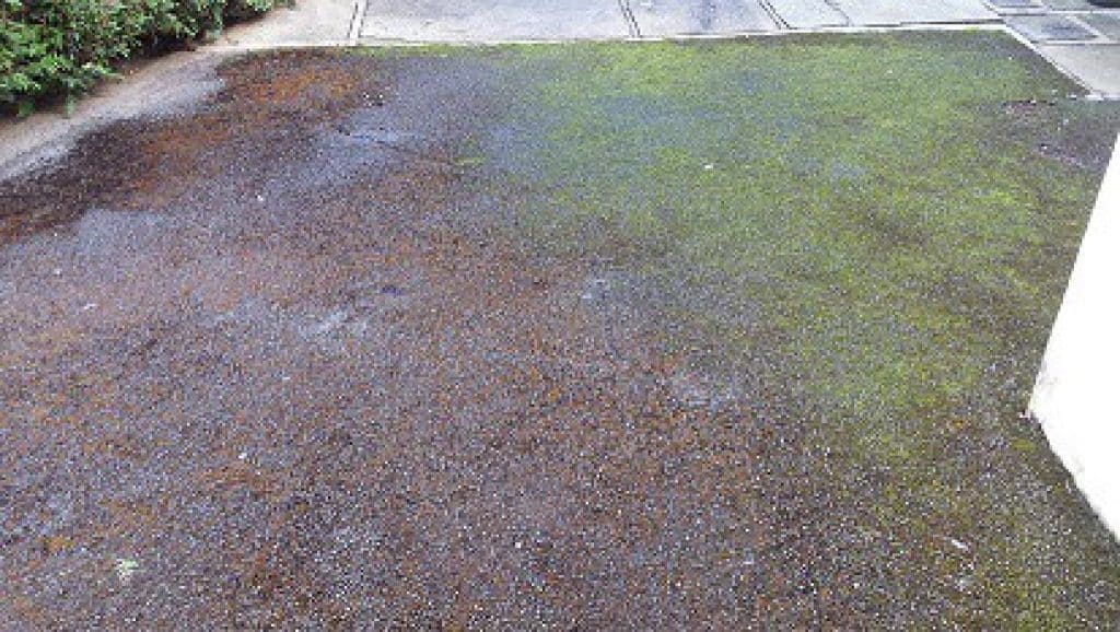 how to kill moss on driveway