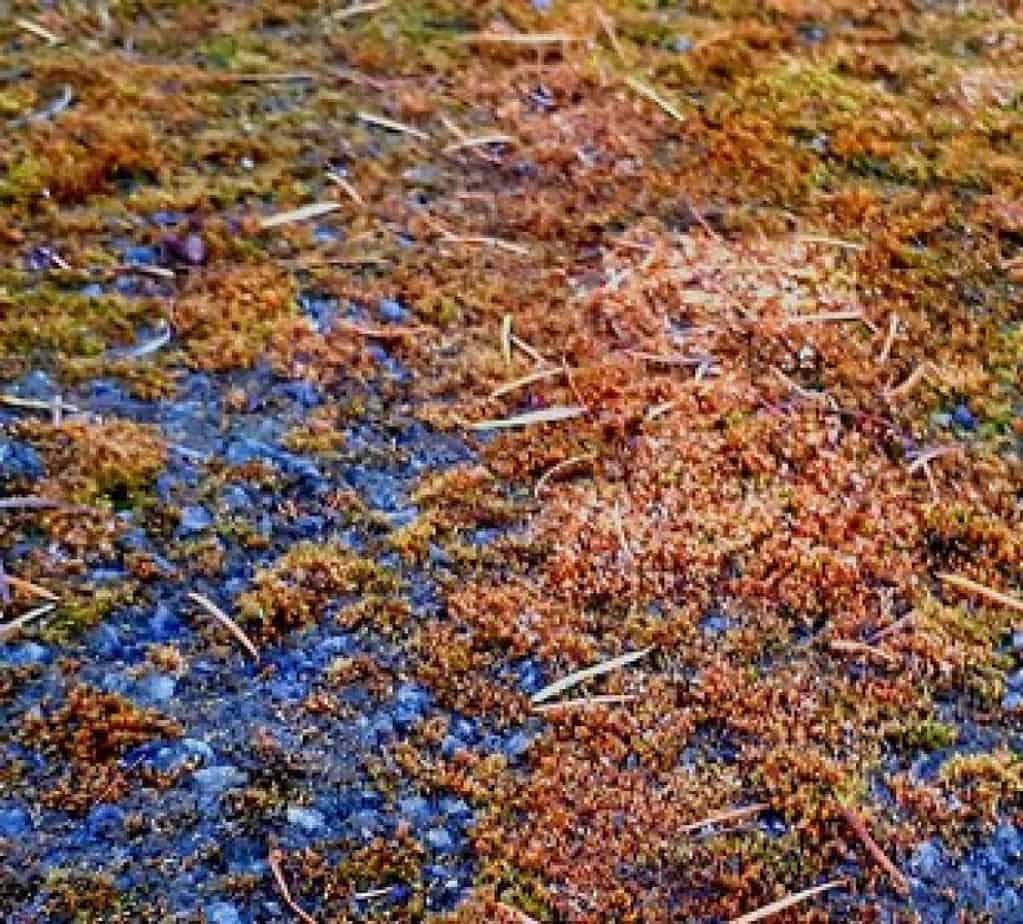 how to kill moss on tarmac