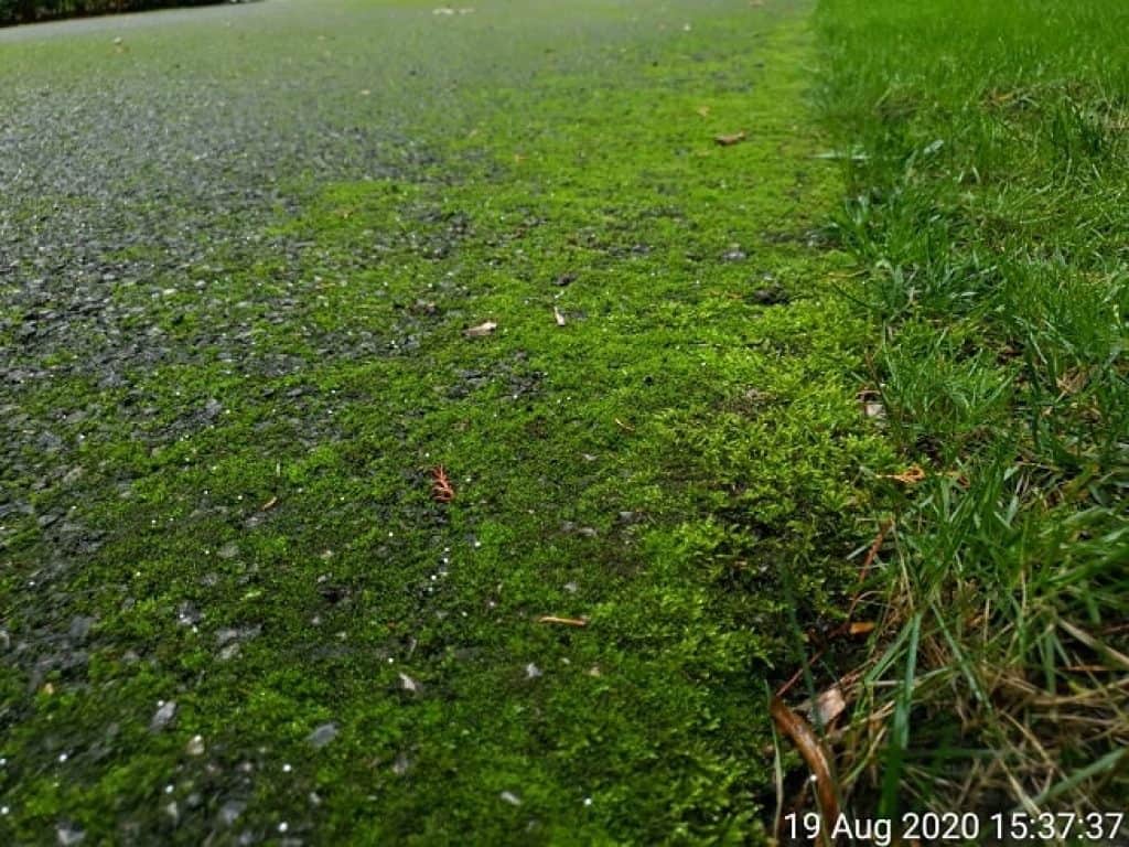 how to kill moss on tarmac drive without using chemicals