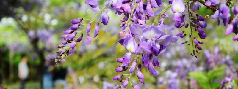 are wisteria toxic to cats and dogs